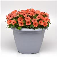 Tattoo™ Orange Vinca Container