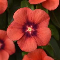 Tattoo™ Tangerine Vinca Bloom