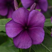 Tattoo™ Blueberry Vinca Bloom