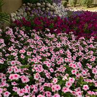 Titan™ Blush Vinca Landscape
