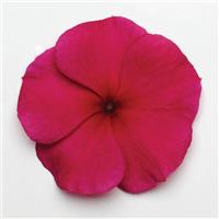 Titan™ Burgundy Vinca Bloom