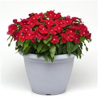 Titan™ Cranberry Vinca Container