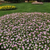 Titan™ Icy Pink Vinca Landscape
