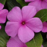 Titan™ Lilac Vinca Bloom
