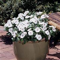 Titan™ Polka Dot Vinca Container