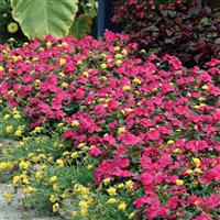 Titan™ Punch Vinca Landscape