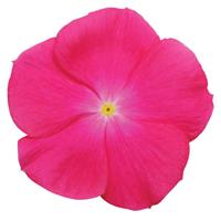 Titan™ Rose Vinca Bloom