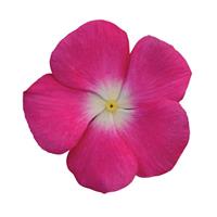 Titan™ Rose Halo Vinca Bloom