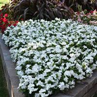 Titan™ Pure White Vinca Landscape