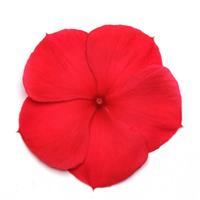 Titan™ Dark Red Vinca Bloom