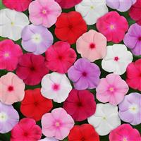 Titan™ Mixture Vinca Bloom