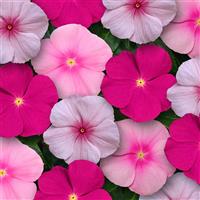Titan™ Bubble Gum Mixture Vinca Bloom