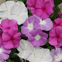 Titan™ Summer Breeze Mixture Vinca Bloom