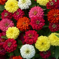 Double Zahara™ Mixture Zinnia Bloom