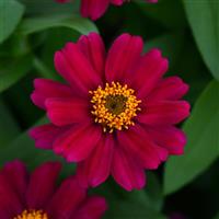 Zahara® Cherry Zinnia Bloom