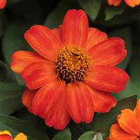 Zahara® Fire Zinnia Bloom