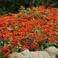 Zahara® Fire Zinnia Landscape