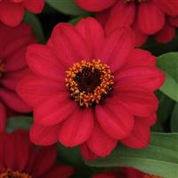 Zahara® Raspberry Zinnia Bloom