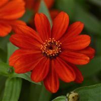 Zahara® Red Zinnia Bloom