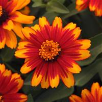 Zahara® Sunburst Zinnia Bloom