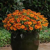 Zahara® Sunburst Zinnia Container