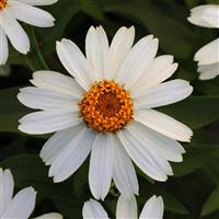 Zahara® White Zinnia Bloom