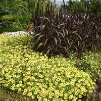 Zahara® Yellow Zinnia Commercial Landscape 2