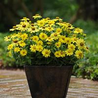 Zahara® Yellow Zinnia Container