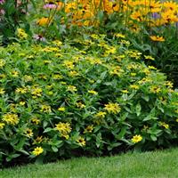 Zahara® Yellow Zinnia Landscape