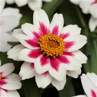 Zahara® Starlight Rose Zinnia Bloom