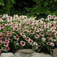 Zahara® Starlight Rose Zinnia Landscape