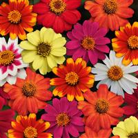 Zahara® Mixture Zinnia Bloom