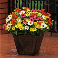 Zahara® Mixture Zinnia Container
