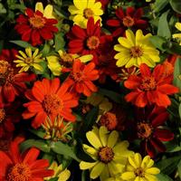 Zahara® Bonfire Mixture Zinnia Bloom