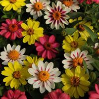 Zahara® Raspberry Lemonade Mixture Zinnia Bloom