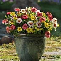 Zahara® Raspberry Lemonade Mixture Zinnia Container