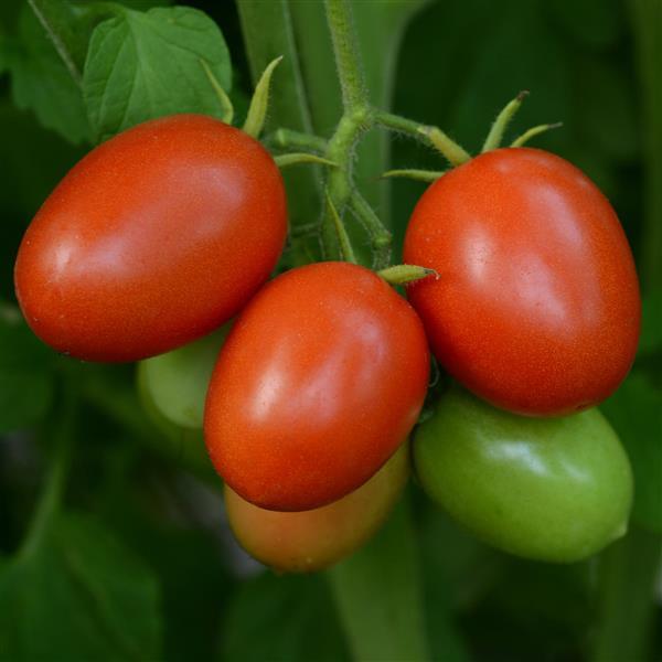 Tomato Little Napoli Bloom