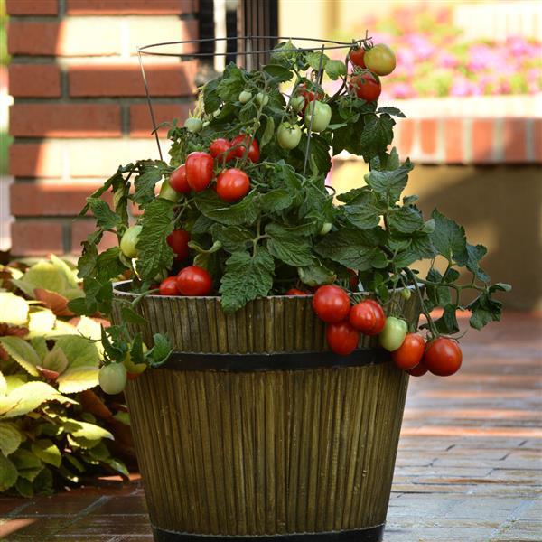 Tomato Little Napoli Container