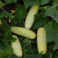 Martini Cucumber Bloom