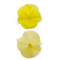 Spring Matrix™ Lemon Pansy Bloom