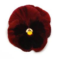 Spring Matrix™ Red Blotch Pansy Bloom