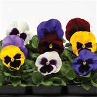 Spring Matrix™ Blotch Mixture Pansy Bloom