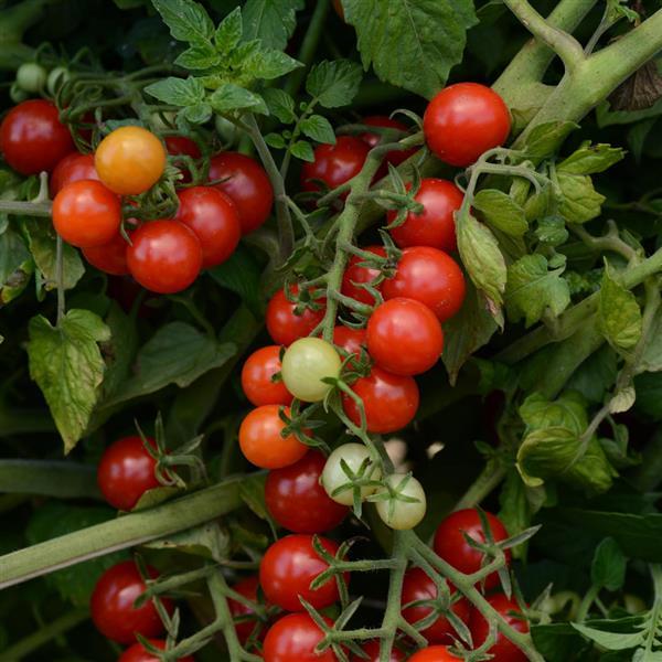 Tomato Candyland Red Bloom