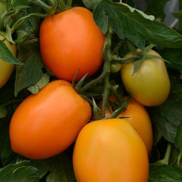 Tomato Sunrise Sauce Bloom