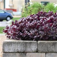 Purple Prince Alternanthera Commercial Landscape 1