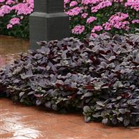 Purple Prince Alternanthera Commercial Landscape 4