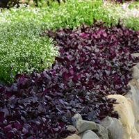 Purple Prince Alternanthera Landscape