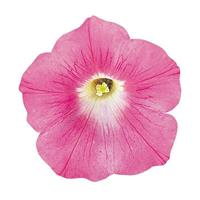 Wave® Pink Spreading Petunia Bloom