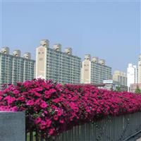 Wave® Purple Spreading Petunia Commercial Landscape 3