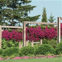 Wave® Purple Spreading Petunia Commercial Landscape 4